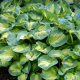 ХОСТА ХОСТА