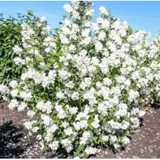 ЧУБУШНИК КОМСОМОЛЕЦ ЧУБУШНИК КОМСОМОЛЕЦ
