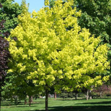 КЛЁН ЖЕЛТЫЙ ЯСЕНЕЛИСТНЫЙ, ФОРМА LUTEA 
