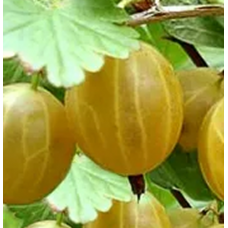 КРЫЖОВНИК КУРШУ ДЗИНТАРС КРЫЖОВНИК КУРШУ ДЗИНТАРС