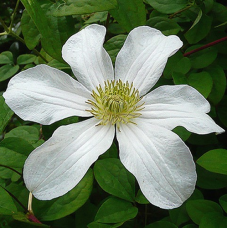 КЛЕМАТИС ХУЛДАЙН (ХУЛДИН) КЛЕМАТИС ХУЛДАЙН (ХУЛДИН)
