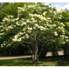 СИРЕНЬ АМУРСКАЯ (ВИД) СИРЕНЬ АМУРСКАЯ (ВИД)